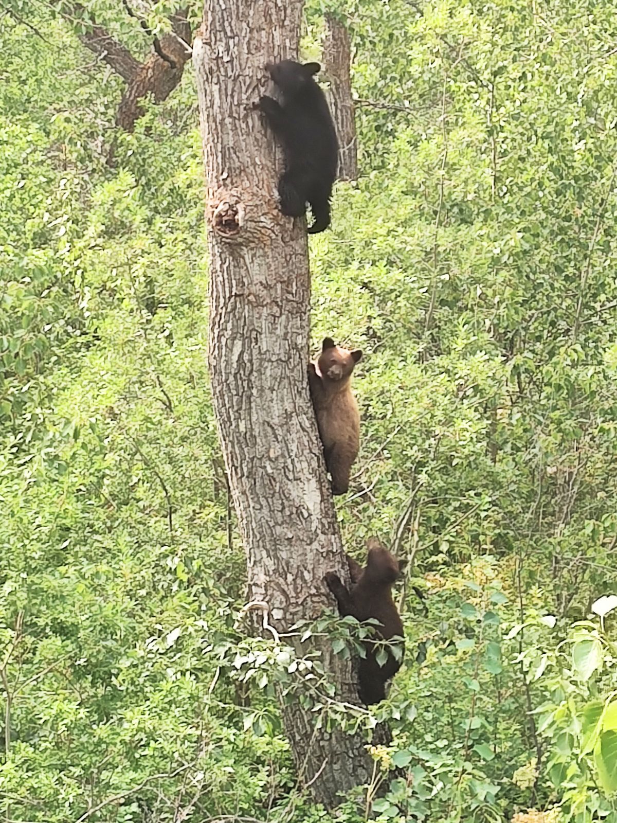 Bear Cubs