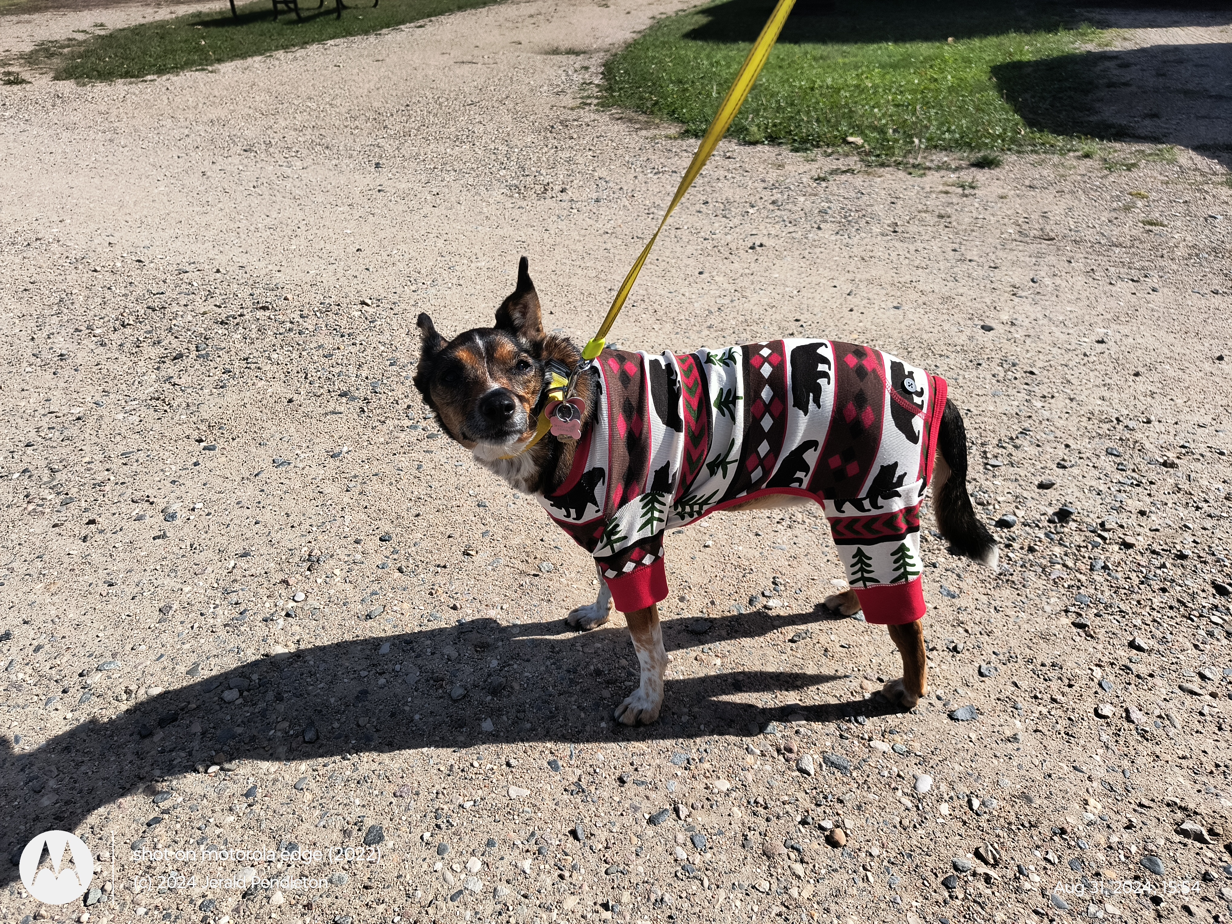 Dog in colorful coat